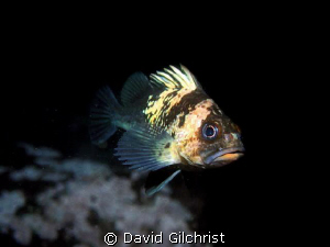 Rockfish, Queen Charlotte Islands by David Gilchrist 